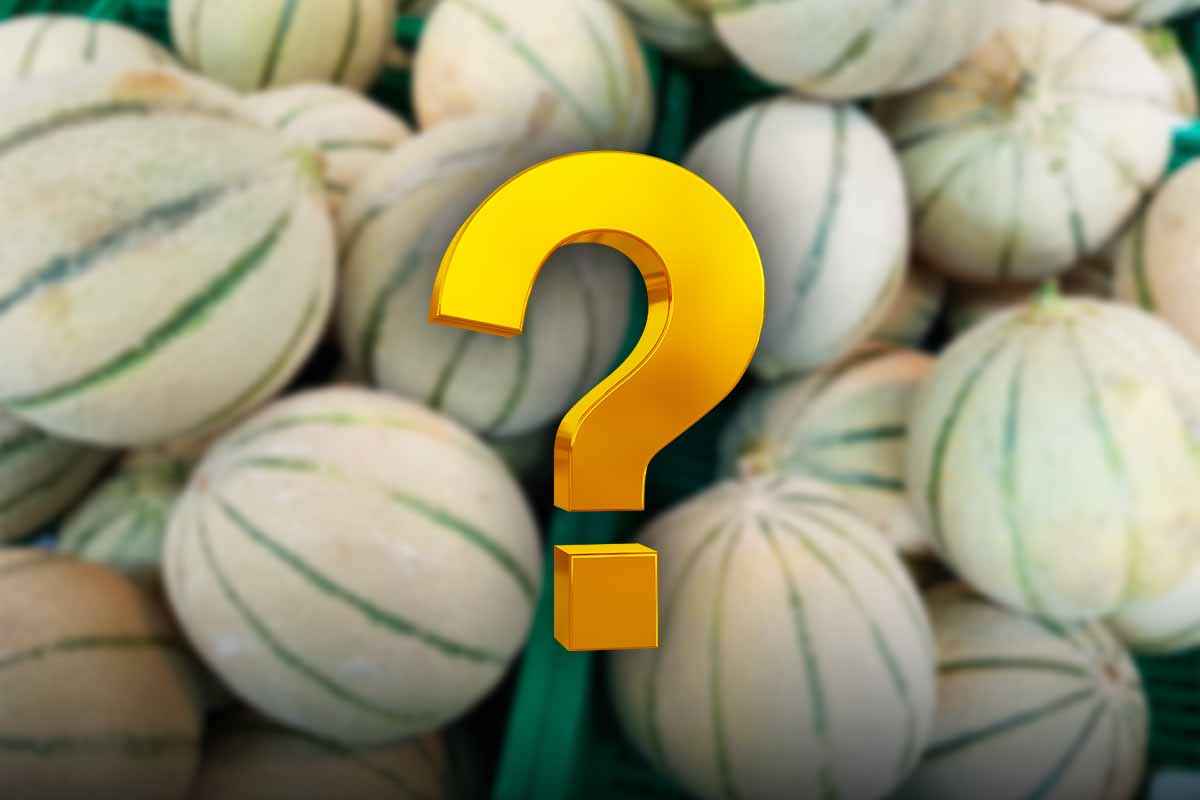 Melone cantalupo: origini del nome