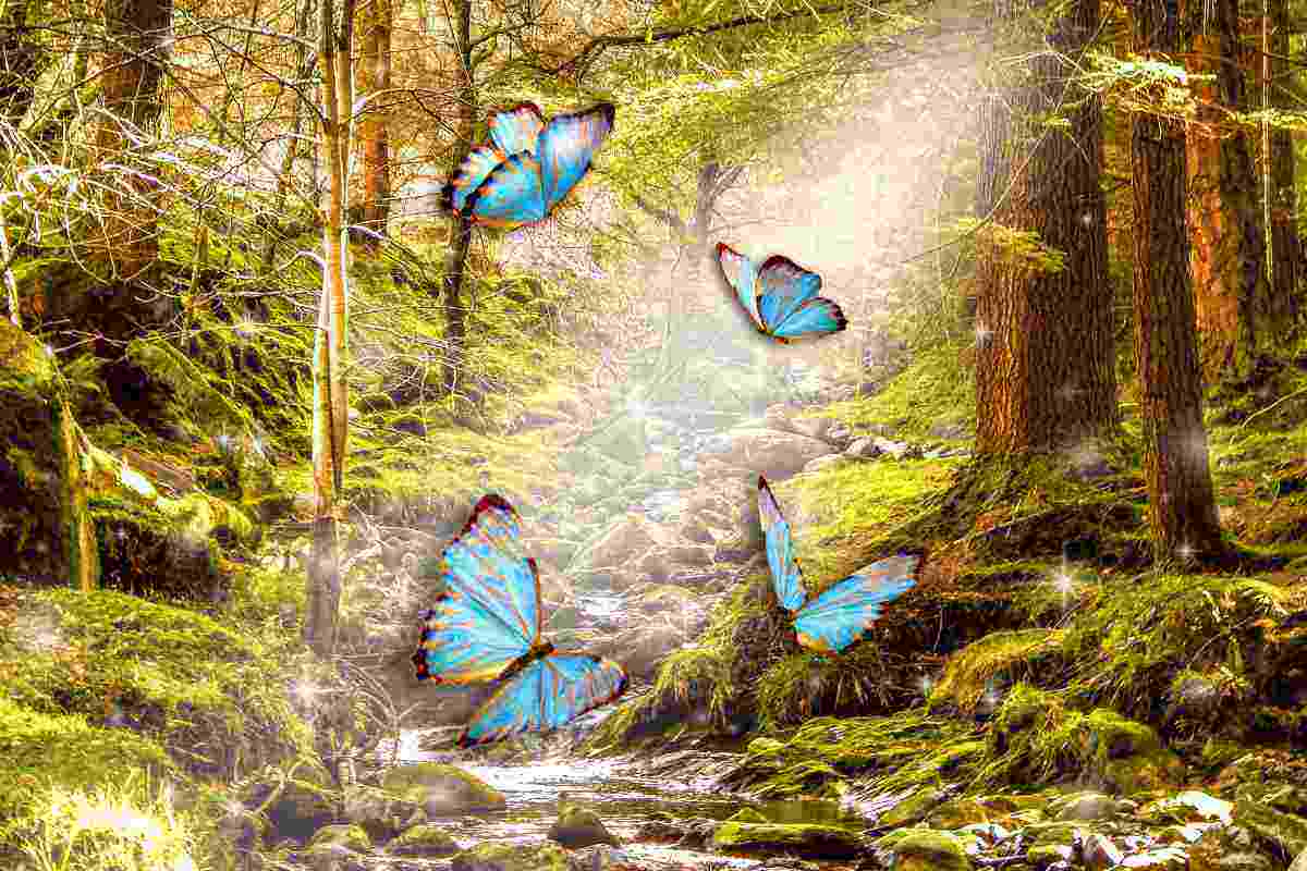 cos'è la foresta delle farfalle